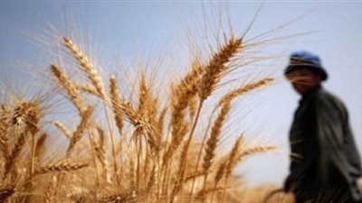 بدء توريد محصول القمح في الموسم الجديد.. غدا