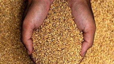 تعرف على جهات استلام القمح في أول يوم بالموسم الجديد