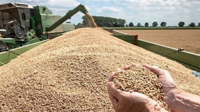 5 ضوابط للمزارعين عند توريد القمح في الموسم الجديد.. تعرف عليها