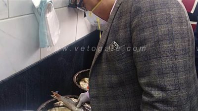 ضبط 150 كيلو فسيخ غير صالح للاستهلاك بالإسكندرية | صور