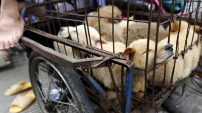 مدينة صينية ثانية تقرر حظر أكل القطط والكلاب وتعتبرها حيوانات أليفة