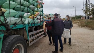 بدء موسم حصاد القمح في الإسكندرية .. واستقبال ٢٧٥ طنا | صور