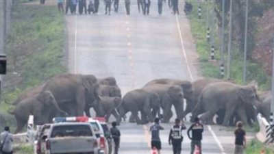 قطيع من الأفيال يتسبب في أزمة على طريق سريع بتايلاند| فيديو