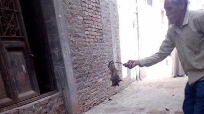 البحوث الزراعية: الخفافيش ناقلة للأمراض.. ومصر ليس بها 