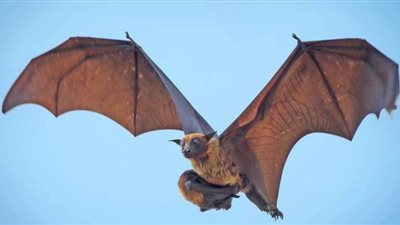 الخدمات البيطرية تكشف حقيقة نقل خفافيش شبين القناطر كورونا إلى الإنسان | فيديو