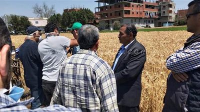 محافظ القليوبية: توريد 419 طن قمح للصوامع والشون منذ بدء الموسم