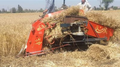 الزراعة تتابع حصاد القمح في المحافظات.. وزراعة 417 ألف فدان في الشرقية
