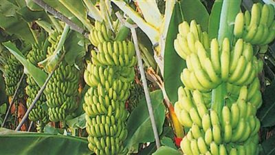 الزراعة والري تقرران حظر زراعة الموز في الأراضي الصحراوية والجديدة لترشيد المياه