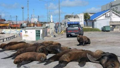 انتشار أسود البحر في الشوارع بعد غياب البشر بسبب كورونا | صور