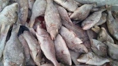 النيابة تأمر بإعدام 5 أطنان أسماك فاسدة في الجيزة