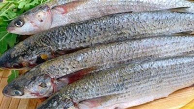 5 أسباب تؤدي إلى فساد الفسيخ.. تعرف عليهم