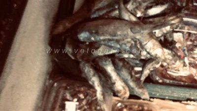 حجز صاحب مخزن لحيازته 2 طن أسماك فاسدة في السلام