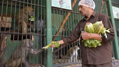 حديقة الحيوان خالية من الزائرين في شم النسيم بسبب كورونا | صور