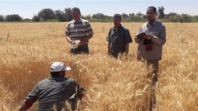 توريد 6430 طن قمح لصوامع الخارجة والعوينات بالوادي الجديد | صور