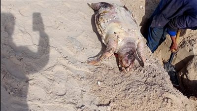 دفن 3 سلاحف بحرية نافقة على شاطئ مدينة العريش