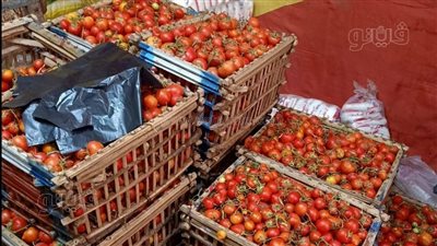 شباب قرية بالمنوفية يوفرون الطماطم بأسعار مخفضة