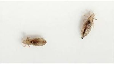 تفسير رؤية القمل في المنام وعلاقتها بالابن العاصي والمتمرد 