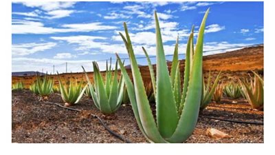 دراسة أمريكية تحذر من انقراض نبات الصبار