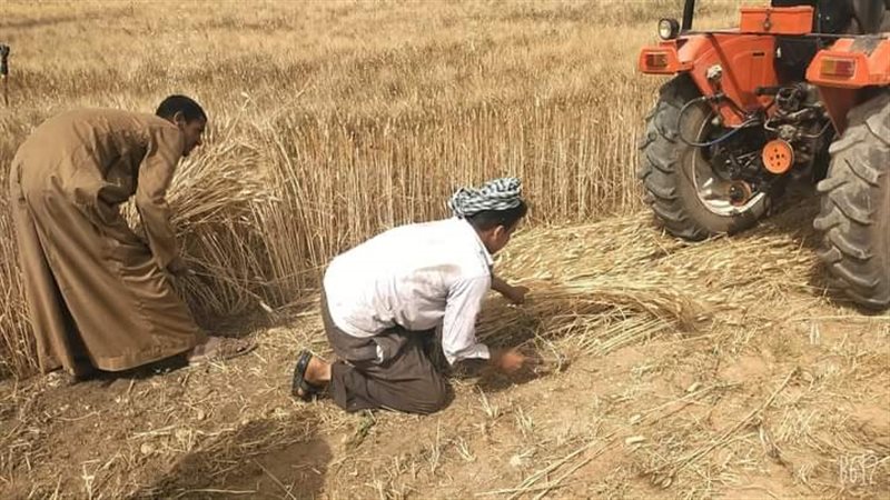 حصاد القمح 