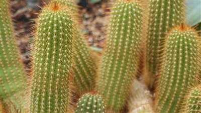 دراسة.. تغير المناخ يهدد بانقراض هذا النبات 