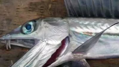 جرفتها الأمواج.. السمكة 