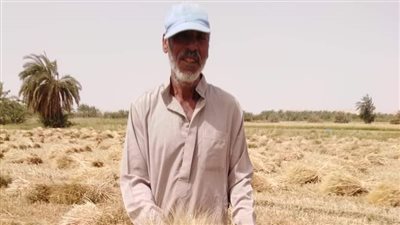 زراعة الوادي الجديد: توريد 8795 طن قمح للصوامع