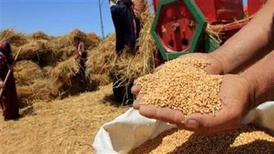 توريد 5432 طن قمح بشون وصوامع أسيوط منذ بدء الموسم
