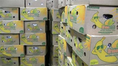 الإكوادور تضبط 2.4 طن كوكايين في شحنة موز متجهة إلى بلجيكا