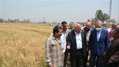 محافظ القليوبية يشهد بدء حصاد محصول القمح 