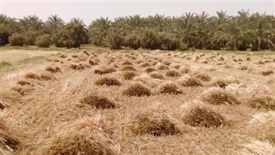 زراعة الوادي الجديد: توريد 10103 أطنان قمح للصوامع