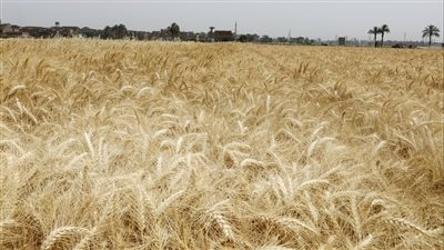 محافظ سوهاج يتابع توريد محصول القمح للشون والصوامع