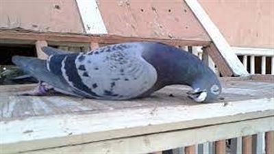 تفسير رؤية الحمام الميت في المنام وعلاقته بالفشل في العمل والعلاقة الزوجية 