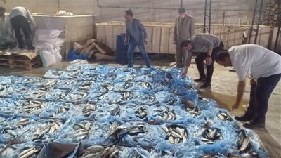 ضبط 3.5 طن رنجة فاسدة قبل طرحها بالأسواق في شم النسيم بالغربية |صور