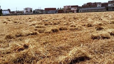 انطلاق موسم توريد القمح بالشرقية 