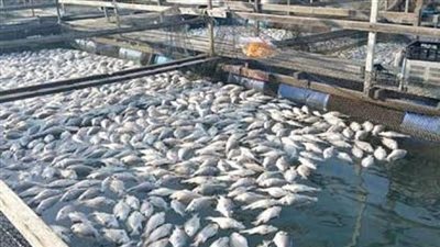 19 اختصاصا لجهاز حماية وتنمية البحيرات والثروة السمكية بالقانون الجديد