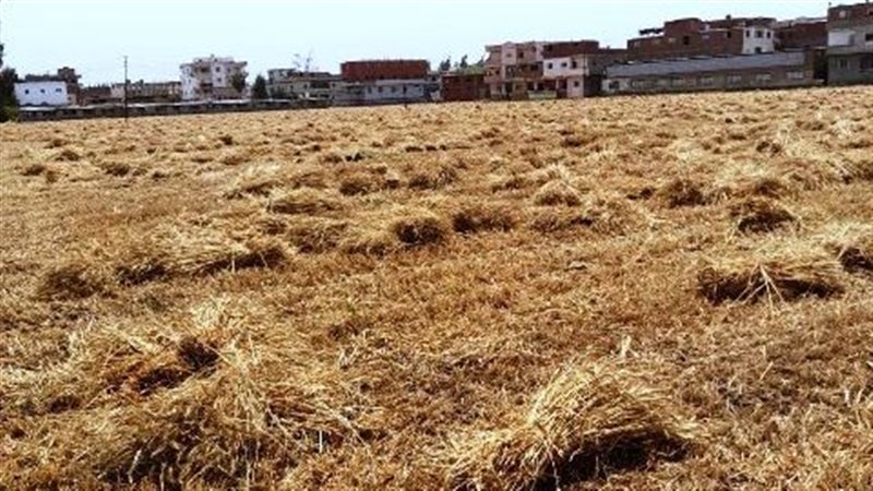 القمح بالشرقية 