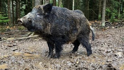 بسبب الزوار.. حديقة حيوانات ألمانية تتراجع عن إطلاق اسم 