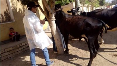 تحصين 99 رأس ماشية ضد الحمى القلاعية والوادي المتصدع ببني سويف