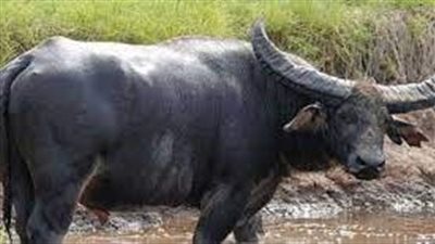 تفسير حلم الجاموسة في المنام وعلاقته بالرزق والسعادة والبركة والخير