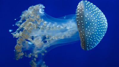 اكتشاف قنديل الصحن الفضائي في المنطقة المظلمة بالمحيط|فيديو 