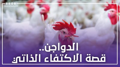 الدواجن..قصة الاكتفاء الذاتي|إنفوجراف