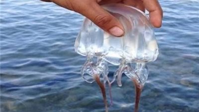 دراسة تكشف قدرة قنديل البحر على التعلم