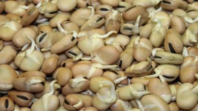 شعبة البقوليات تكشف حقيقة ارتفاع أسعار الفول ٩٠٠ جنيه في الطن