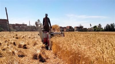 محافظ الشرقية: 14 ألف فدان زيادة في مساحات زراعة القمح هذا العام
