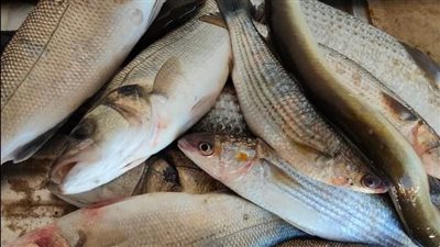 أسعار الأسماك فى شمال سيناء اليوم 23-4-2022 