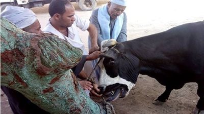 تحصين 101 ألف و347 رأس ماشية ضد الحمى القلاعية والوادي المتصدع ببني سويف