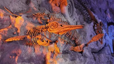 اكتشاف حيوان عاش قبل 450 مليون سنة قرب شواطئ كندا| فيديو