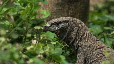 اغتصبوها وذبحوها.. تفاصيل واقعة أكل 4 رجال سحلية مهددة بالانقراض في الهند