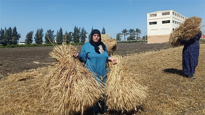 حصاد القمح بالدقهلية
