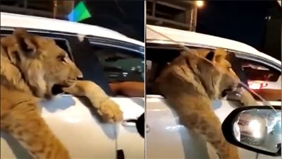 فيديو لأسد يطل برأسه بين المارة.. ويتنزه بشوارع بغداد 